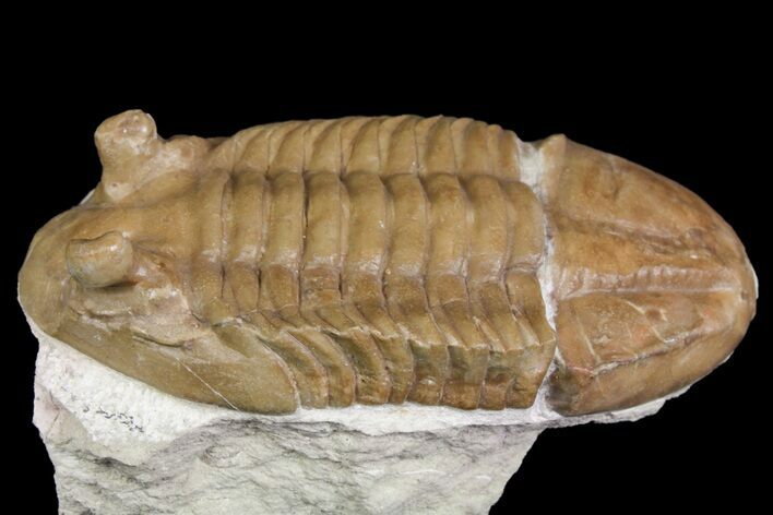 Asaphus Holmi Trilobite - Russia #165442